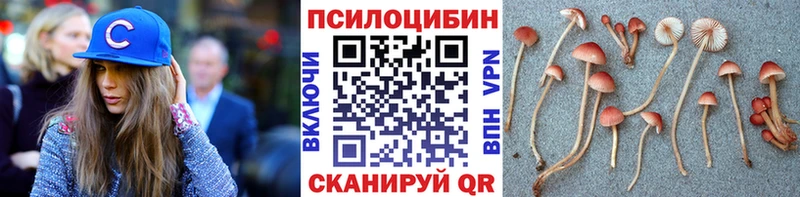 где купить   Куса  Галлюциногенные грибы MAGIC MUSHROOMS 
